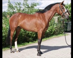 jumper Lani-Malou (Hungarian Warmblood, 2012, from Kalimeris d'Ariel)