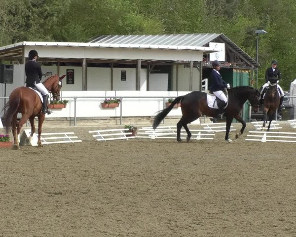 Reitturnier Rottweil 2017