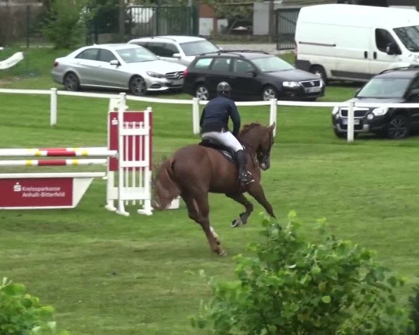 Reitturnier Greppin 2017