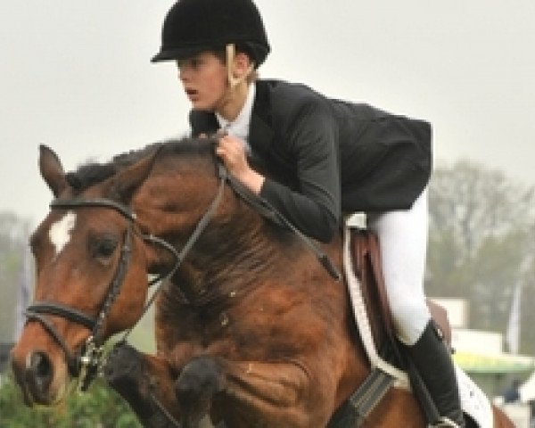 horse Adamo (New Forest Pony, 2001, from Kantje's Ronaldo)