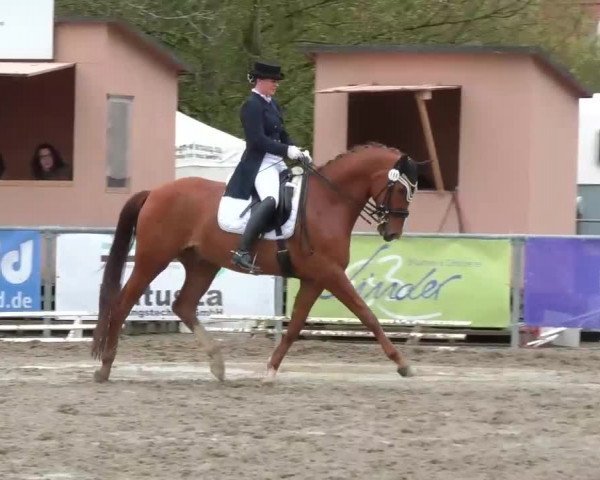 Reitturnier Rottweil 2017