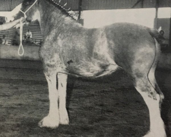 broodmare Solomon's Pearl (Clydesdale, 1979, from Footprint Royal Ideal) broodmare Solomon's Pearl (Clydesdale, 1979, from Footprint Royal Ideal)