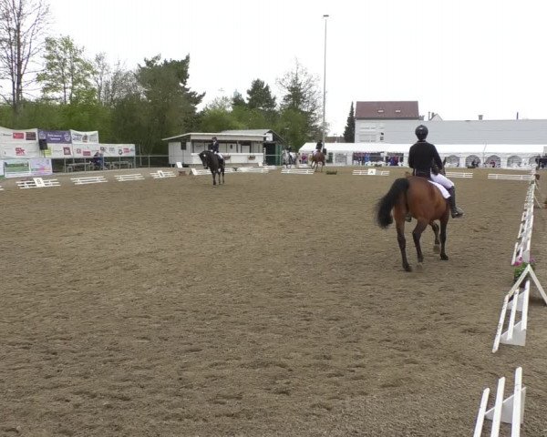 Reitturnier Rottweil 2017