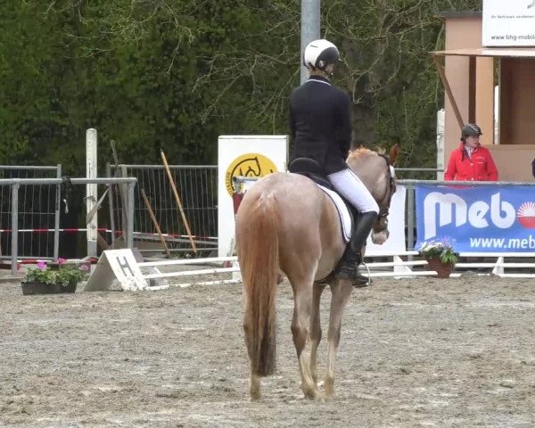 Reitturnier Rottweil 2017