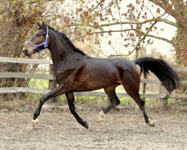 horse Katana (KWPN (Royal Dutch Sporthorse), 2015, from Namelus R)