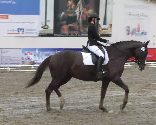 Reitturnier Rottweil 2017