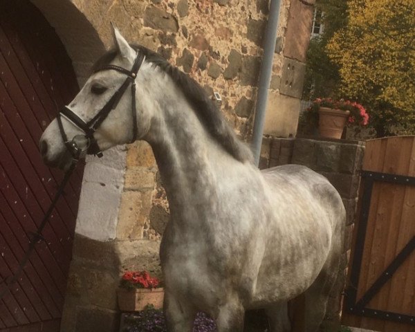 Springpferd Macho 119 (Polnisches Warmblut, 2013, von Lord Liberator 2)