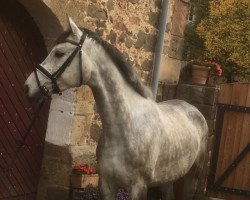 jumper Macho 119 (Polish Warmblood, 2013, from Lord Liberator 2)