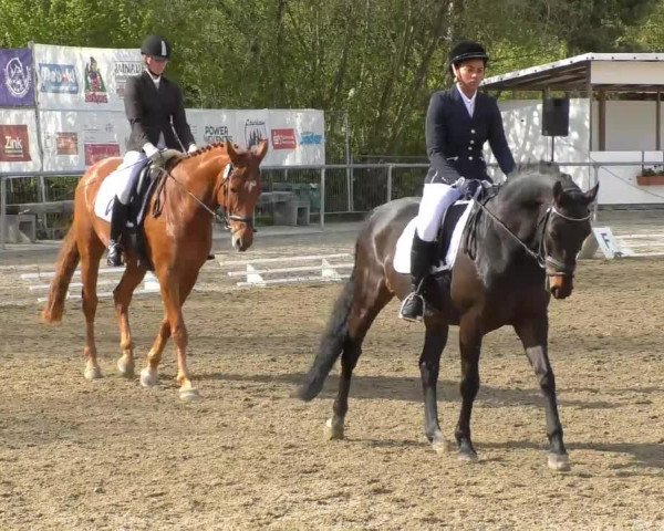Reitturnier Rottweil 2017