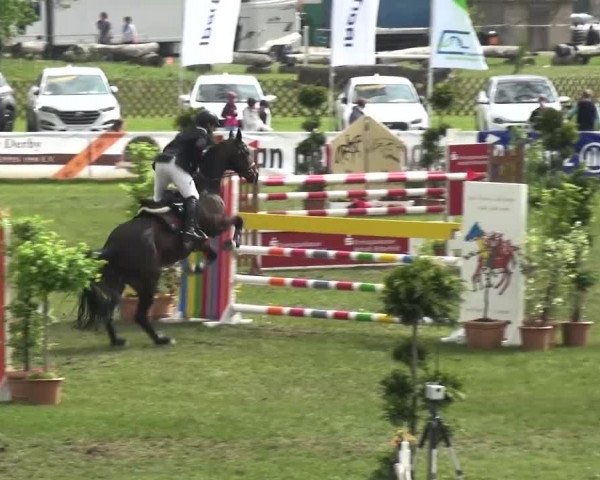 Reitturnier Greppin 2017