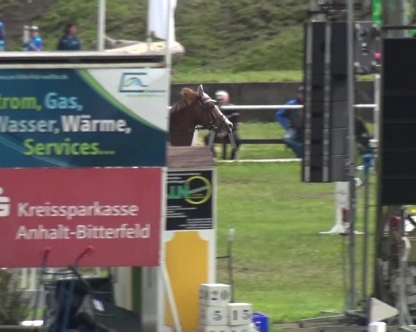 Reitturnier Greppin 2017