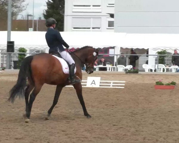 Reitturnier Rottweil 2017