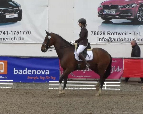 Reitturnier Rottweil 2017