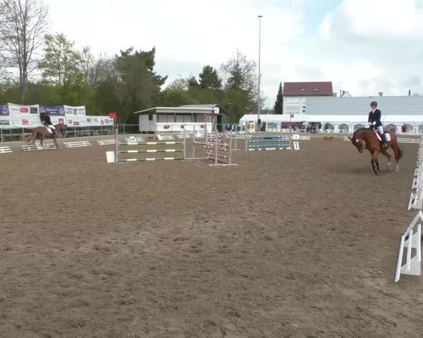 Reitturnier Rottweil 2017