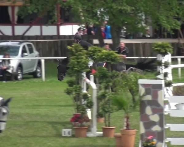 Reitturnier Greppin 2017