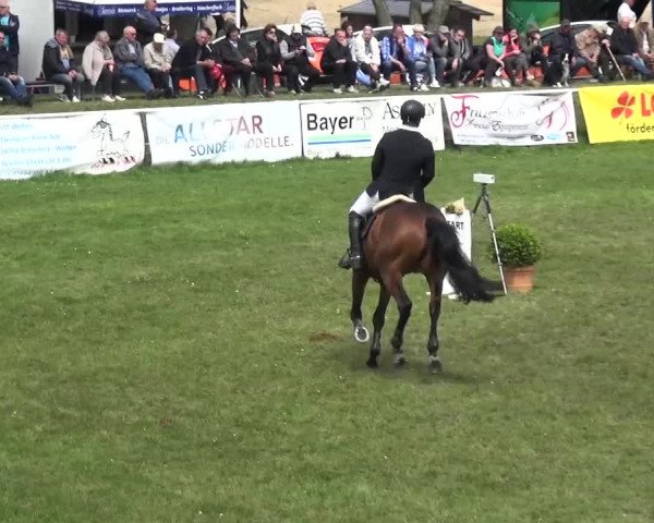 Reitturnier Greppin 2017