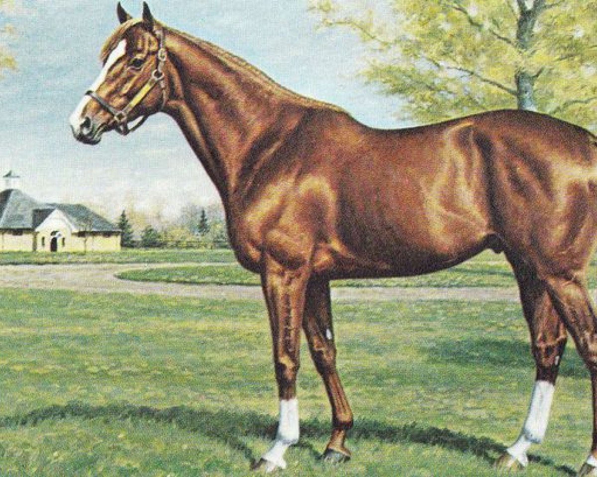 Stallion Vice Regal xx (English Thoroughbred, 1973, from Bismark xx)