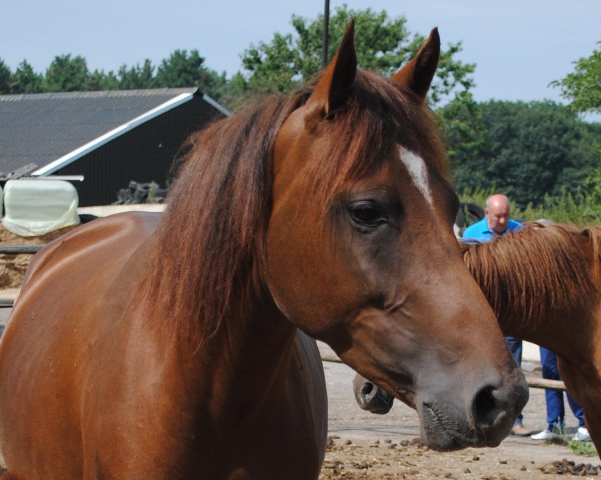 horse Kantje's Haley (New Forest Pony, 2012, from Kantje's Carter)