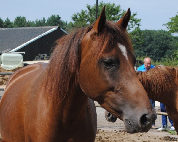 horse Kantje's Haley (New Forest Pony, 2012, from Kantje's Carter)