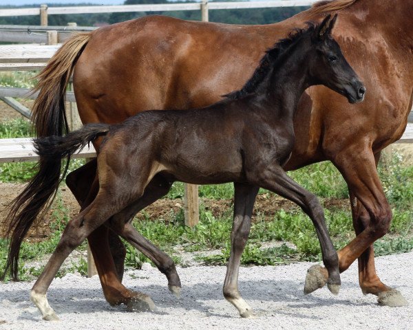 broodmare Wendetta af Elestorp (Mecklenburg, 2018, from West Country) broodmare Wendetta af Elestorp (Mecklenburg, 2018, from West Country)