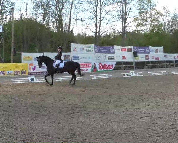 Reitturnier Rottweil 2017