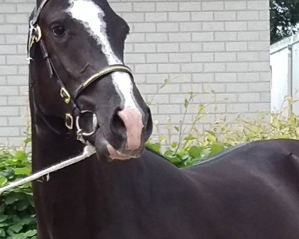 Pferd Kantje's Koraal (New-Forest-Pony, 2015, von Lomansheide Brent)