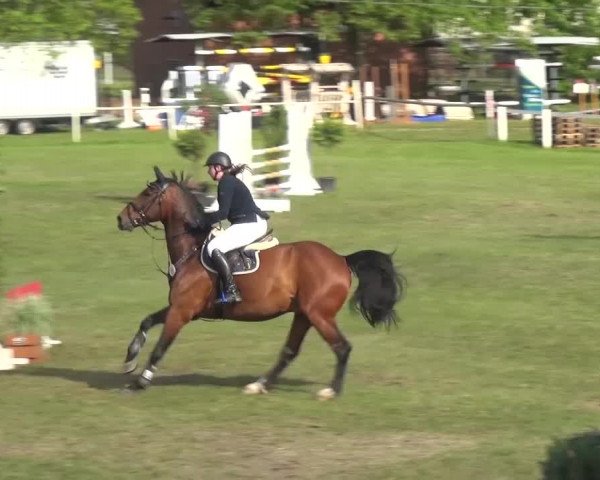 Reitturnier Greppin 2017