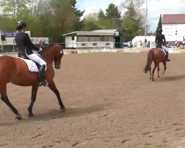 Reitturnier Rottweil 2017