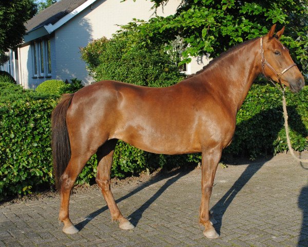 broodmare Kantje's Heidi (New Forest Pony, 2012, from Oosterbroek Francois)
