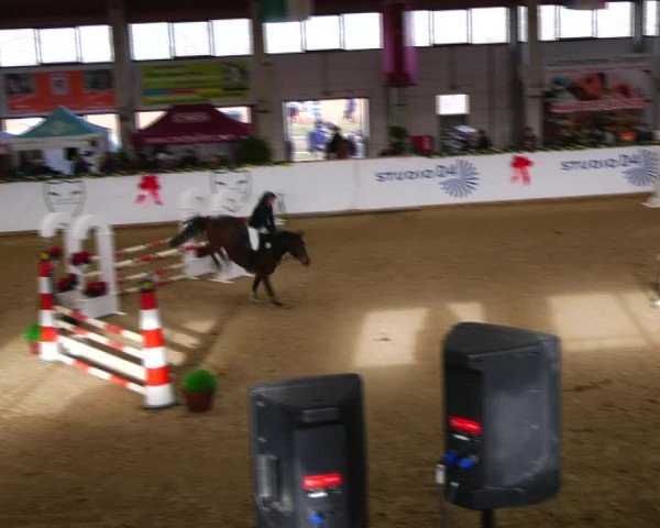 Christmas Jumping Trophy Prussendorf 2021