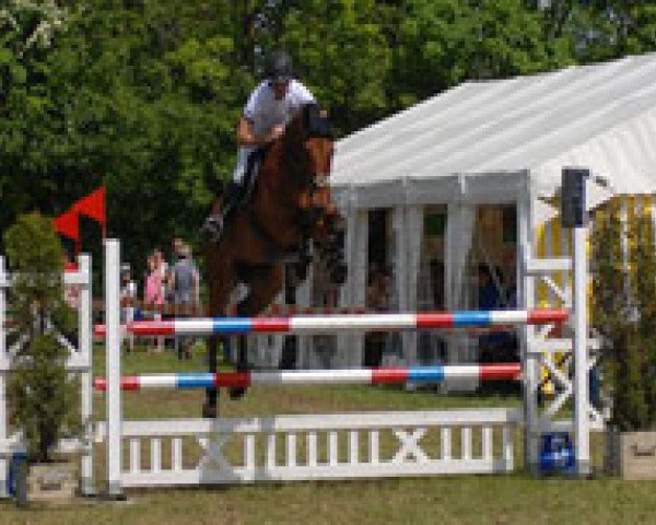 jumper Lamento 21 (Austrian Warmblood, 2000, from Lord Sinclair I)