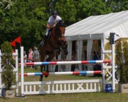 jumper Lamento 21 (Austrian Warmblood, 2000, from Lord Sinclair I)