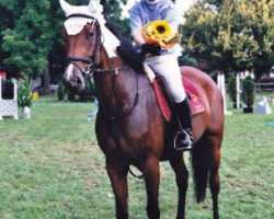 Springpferd Sco Silvette CH (Schweizer Warmblut, 2003, von Jilling Pierre CH)