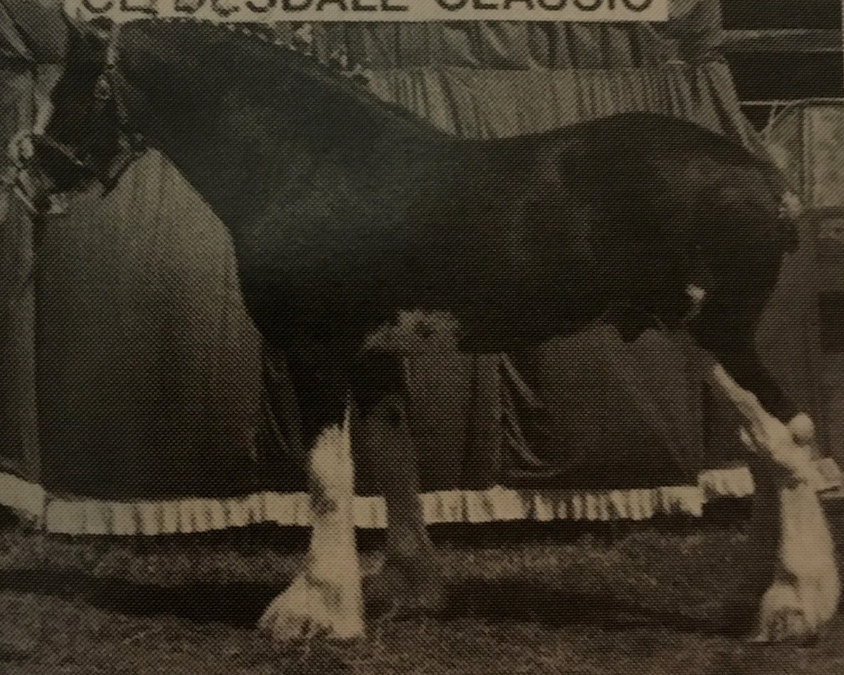 Stallion Green Leaf Rainman (Clydesdale, 1988, from Torrs King O'Galloway)