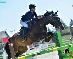 jumper Latent H (German Warmblood, 2006, from Horse Gym’s Lianos)