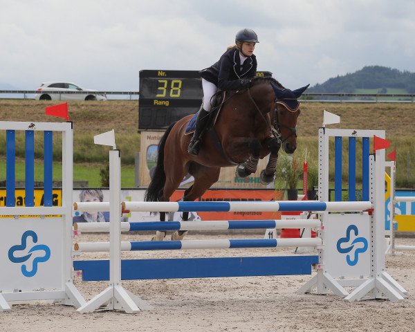 Springpferd Valera 6 (Hannoveraner, 2008, von Vesuv 35)