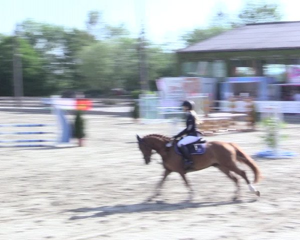 Reitturnier Nienberge 2017
