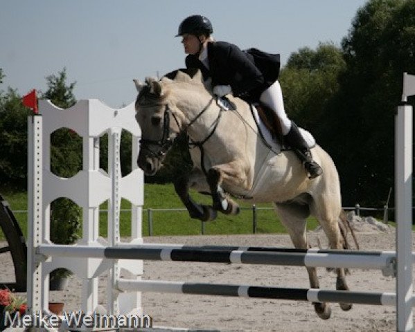 horse Frodo (Fjord Horse, 2000, from Einar) horse Frodo (Fjord Horse, 2000, from Einar)