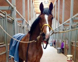 dressage horse Fiorana (Oldenburg, 2010, from Don Romantic)