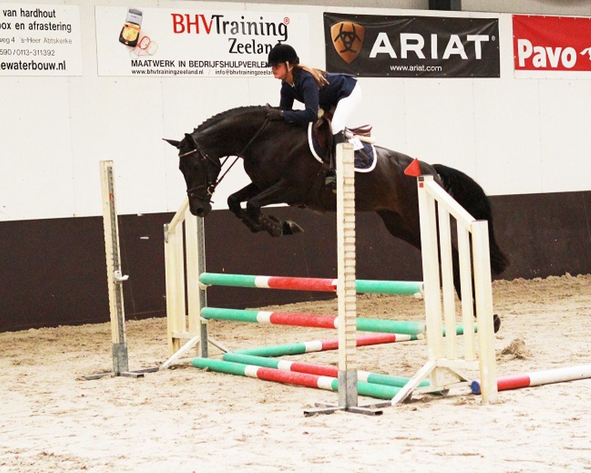 broodmare Ischa (KWPN (Royal Dutch Sporthorse), 2013, from Quality Time)