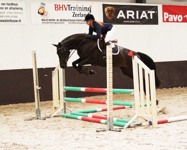 broodmare Ischa (KWPN (Royal Dutch Sporthorse), 2013, from Quality Time)