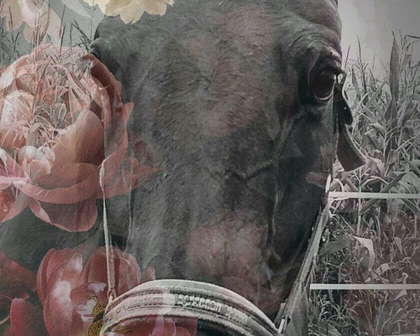 Pferd Pandolina (Westfale, 2004, von Pocalino)