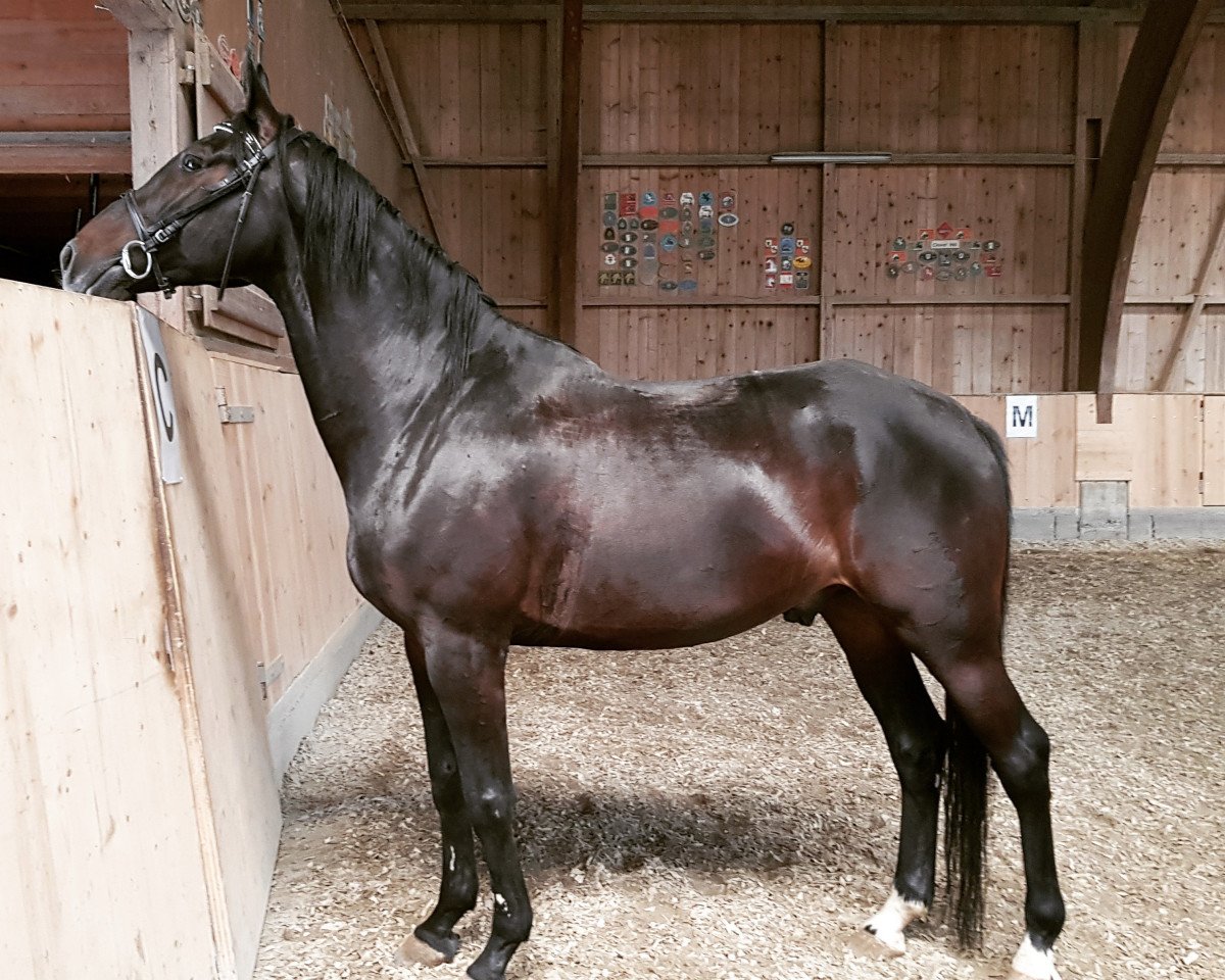 horse Prinz Faruk (Polish Warmblood, 2010, from Barito)
