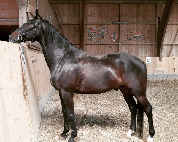 horse Prinz Faruk (Polish Warmblood, 2010, from Barito) horse Prinz Faruk (Polish Warmblood, 2010, from Barito)