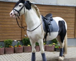 dressage horse Medicin Hat (Tinker-Mix / Pinto Tinker / Crossbreed, 2006, from Maximilian)