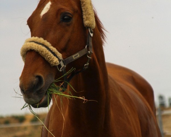 Springpferd Fine Lucie (Hannoveraner, 2003, von For Feeling)