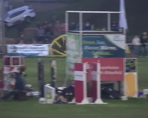 Reitturnier Greppin 2017