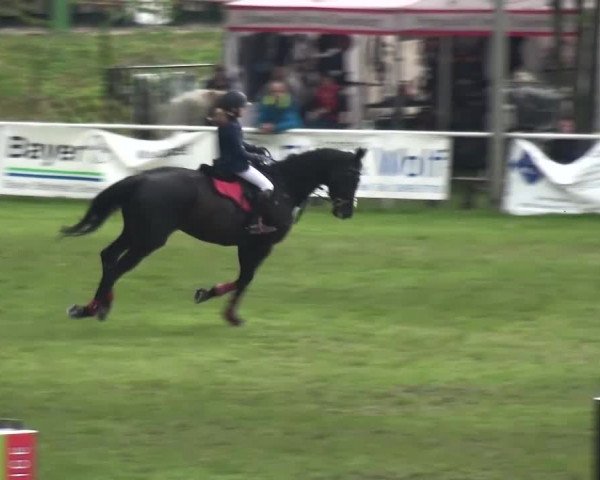 Reitturnier Greppin 2017