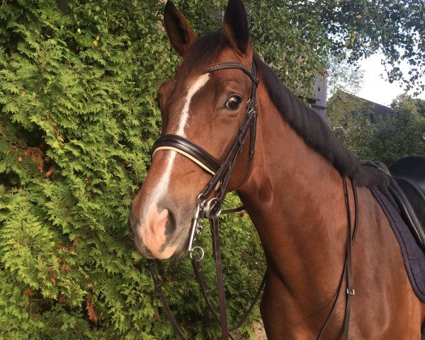 dressage horse St. Cyp (Hanoverian, 2012, from St. Moritz Junior)