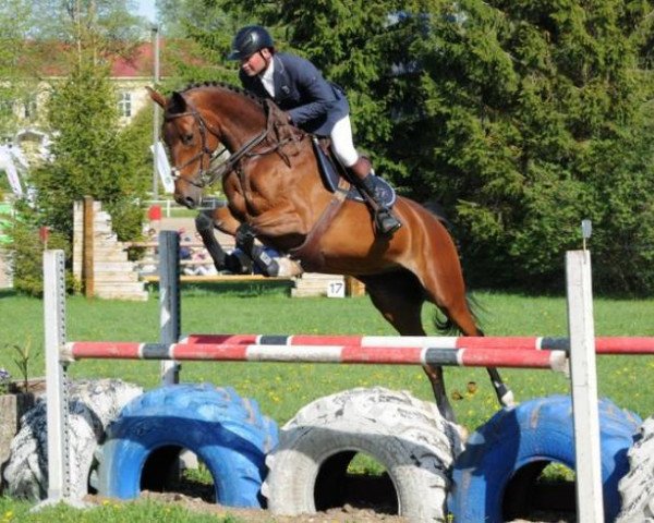 horse Elinneke (KWPN (Royal Dutch Sporthorse), 2009, from Ampère)